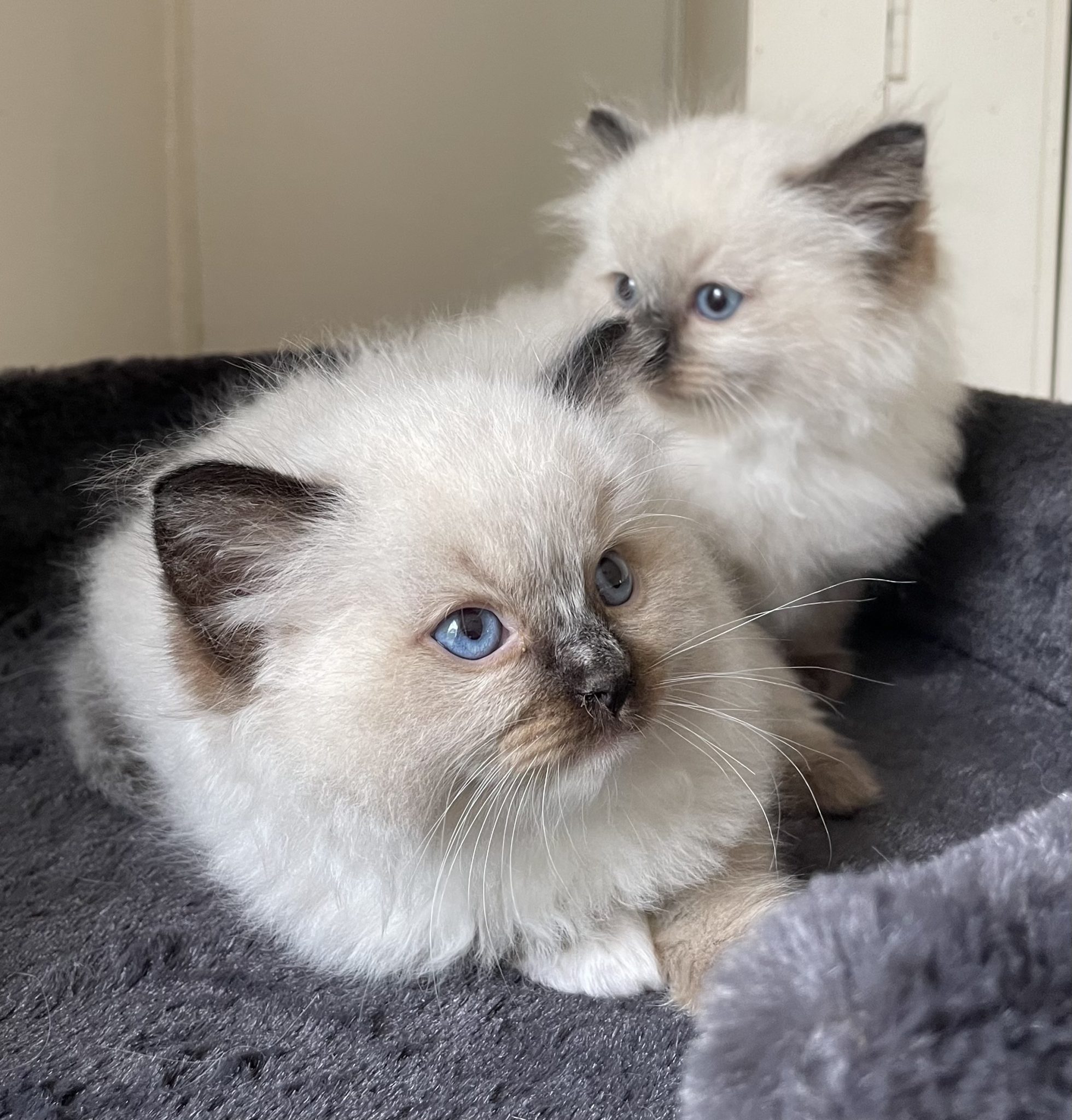 Chat Ragdoll A Donner 2023